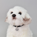 펫PET